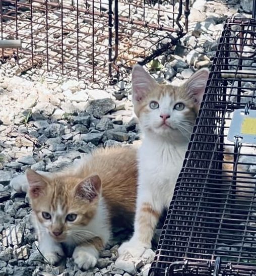 Feral Cat Traps Kansas